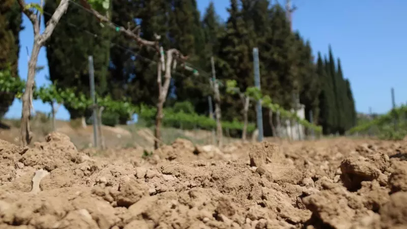 Detall de terra seca en una vinya