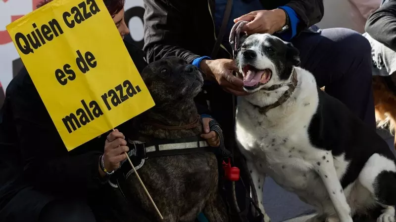 Imagen de archivo de dos perros durante la manifestación No a La Caza 2024, en la Plaza de Callao, en Madrid.