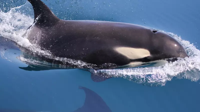 Una orca de la subpoblación ibérica.