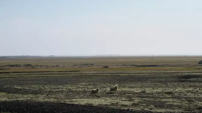 Dos ovejas sueltas en Djúpavogi