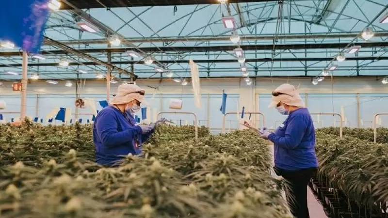 Trabajadoras de una plantación de cannabis en Fuente Álamo de Murcia.