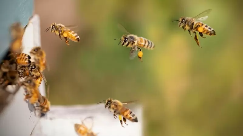 Varias abejas en una colmena en una foto de archivo