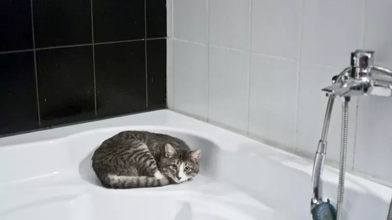 ¿Es posible enseñar a un gato a usar el váter?