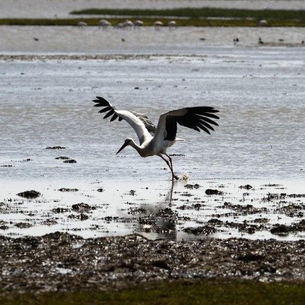 Una cigüeña blanca vuela de un pantano en el parque nacional de Donana en Huelva. AFP/Cristina Quicler