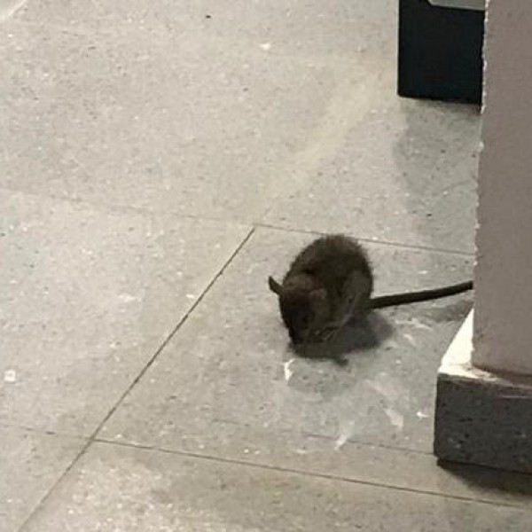 Una rata por las dependencias de la escuela infantil La Melonera, en Madrid.