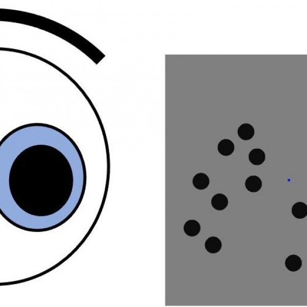 Esquema del tamaño de la pupila ante imágenes diferentes.