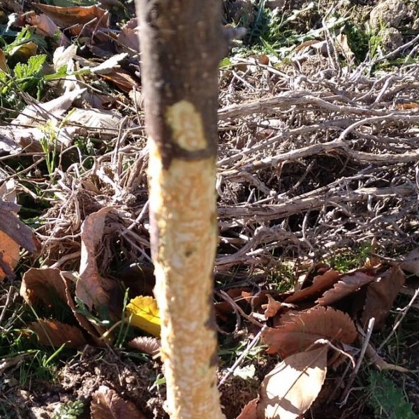 Un ejemplar del árbol dañado por las mordeduras de los conejos una semana después de que se eliminara la protección.