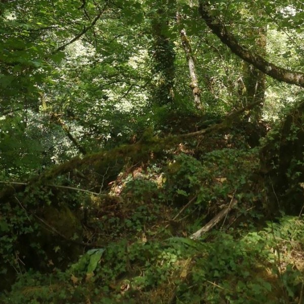 El verdor de un bosque gallego