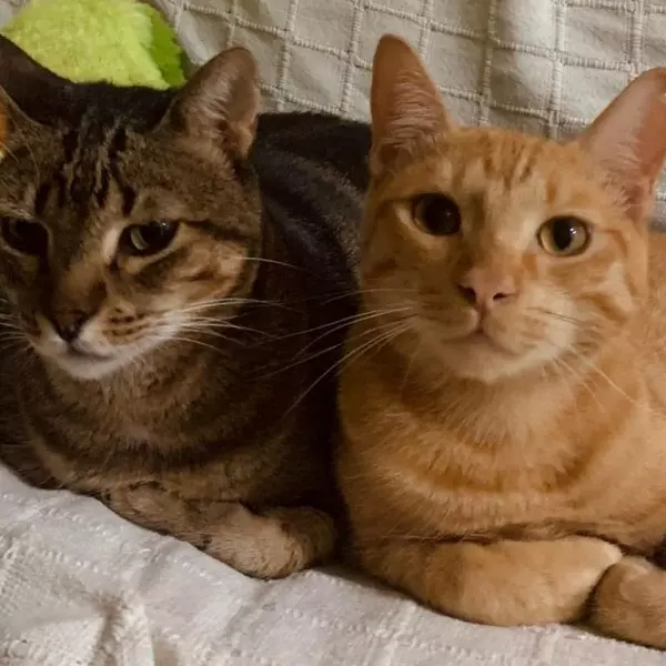 Freddie y Bowie, los dos gatos de Nuria durante las Fallas de València.