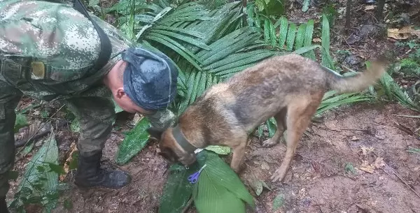 18/05/2023 - Un militar y un perro participan en el operativo de búsqueda de niños sobrevivientes de una avioneta Cessna 206 que se estrelló en la selva colombiana hace más de dos semanas.