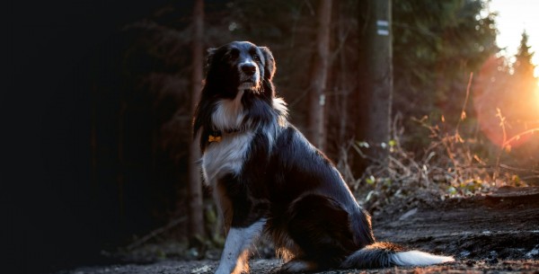 GPS para perros y gatos. ¿Cómo funciona y es recomendable?