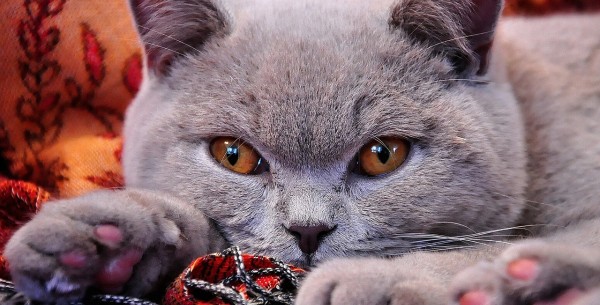 Seis razas de gatos grises que te enamorarán