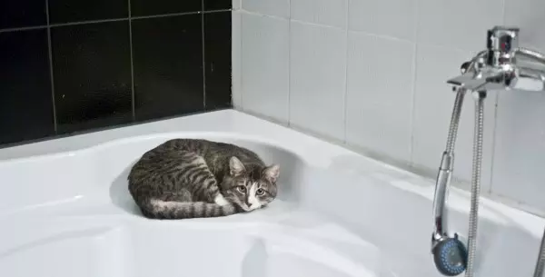¿Es posible enseñar a un gato a usar el váter?