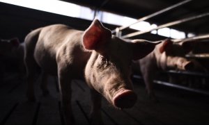 Un cerdo en una granja industrial. AFP