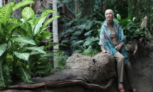 Jane Goodall en barcelona. / Núria Jar, SINC