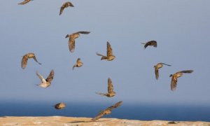 Aves a su paso por Tarifa / © John Wright