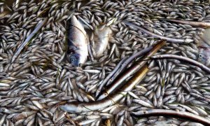 13/10/2019.- Aparecen peces muertos en playas del Mar Menor, en la zona de Villananitos y La Puntica, San Pedro del Pinatar, (Murcia), posiblemente por los efectos de la gota fría de hace un mes. EFE/Marcial Guillén