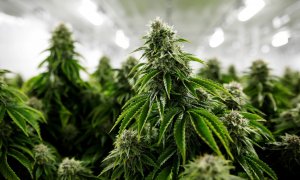 15/11/2019 - Plantación de marihuana en Ontario, Canadá. / REUTERS - BLAIR GABLE