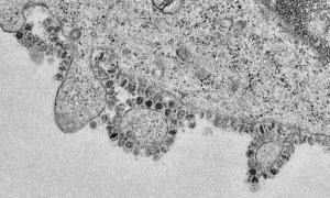 Principia Marsupia - Hechos contra teorías de la conspiración sobre el origen del coronavirus