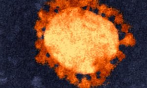 Principia Marsupia - Por qué lavarse las manos es tan efectivo contra el coronavirus