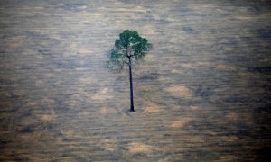 Un único árbol resiste en pie después de un proceso de deforestación. Reuters/Bruno Kelly