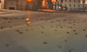 Pájaros muertos en el centro de Roma.