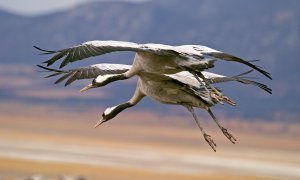 La llegada periódica de grullas a Extremadura es un ejemplo de migración de aves.