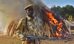 Un soldado de Kenya protege una incautación de 15 toneladas de colmillos de marfil de elefante que han sido quemados para evitar su comercio.