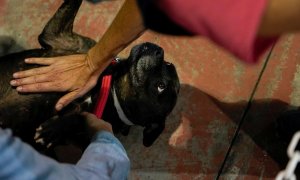Una voluntaria de una protectora acaricia a un perro rescatado de las zonas afectadas por la erupción del volcán de La Palma.