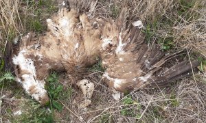 Imagen de un buitre leonado muerto tras electrocutarse con el tendido del vertedero de Huesca.