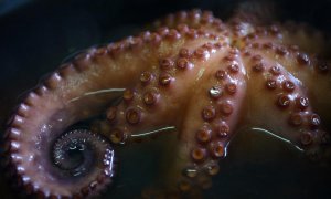 Una fotografía tomada el 22 de noviembre de 2014 muestra un 'pulpo a feira' en el restaurante Ultreya en Palas de Rei.