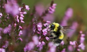 Una abeja se apoya en una flor.