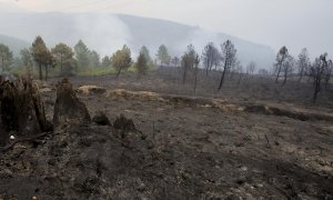 Vista de la zona afectada por el incendio declarado en el término de Monsagro, al suroeste de Salamanca, este miércoles 13 de julio de 2022.