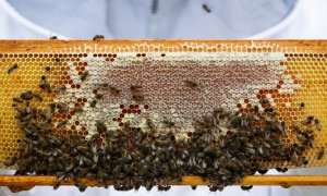 Un apicultor sostiene un panal cubierto de abejas, en su granja de miel donde produce miel orgánica en Pollença, en la isla balear española de Mallorca.
