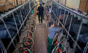 Dos trabajadores ordeñan las cabras en la granja Suerte Ampanera, a 24 de agosto de 2022, en Colmenar Viejo, Madrid (España).