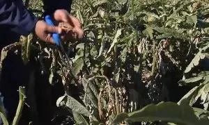 La 'helada negra' arrasa la cosecha de alcachofa