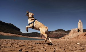 Un perro salta sobre el suelo agrietado de San Román de Sau, un pueblo en Catalunya que quedó parcialmente sumergido y resurgió el pasado marzo como consecuencia de la sequía extrema.