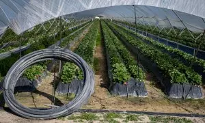 Finca del cultivo de fresas ubicada en la zona de regadío al norte de la Corona Forestal de Doñana, en el término municipal de Lucena del Puerto (Huelva).