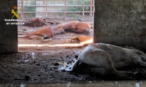 Algunos de los caballos que han sido hallados muertos en una granja de Murcia, 19 de mayo de 2023.