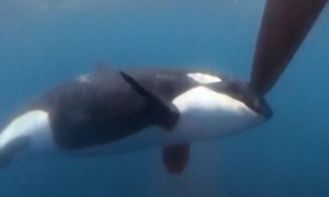 23/6/23 Una de las orcas golpea el timón de un velero de la Ocean Race.