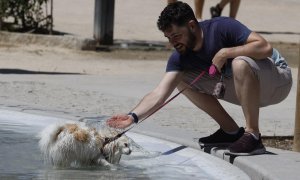 06/08/2023 - Uno perro se refresca en una fuente en Madrid con el calor en continuo ascenso, a 6 de agosto de 2023.