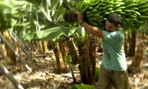 En la imagen, un agricultor traslada un manojo de plátanos.