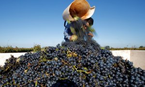 Un hombre recoge la cosecha de uvas en un viñedo de Soltvadkert/REUTERS