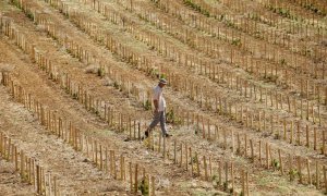 Empresas comercializadoras de productos agrícolas de Emiratos Árabes Unidos y de China han comenzado a operar en el campo español.