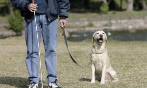 Los promotores dicen que que otros ámbitos del ordenamiento jurídico español ya se han actualizado para dejar de considerar a los animales domésticos como cosas