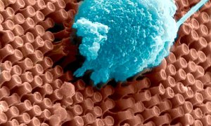 Neuronas cultivadas sobre nanocables optoelectrónicos.- UCSD
