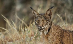 Un ejemplar de Lince Ibérico. MANUEL MORAL CASTRO / LIFE+IBERLINCE