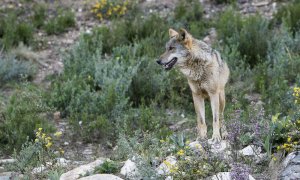 Ejemplar de lobo ibérico. EFE