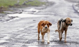 Perros abandonados en la carretera - EFE