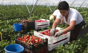 rabajadores en un campo de fresas de Palos de la Frontera - EFE/ JULIÁN PÉREZ